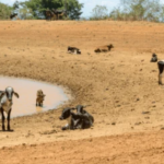 zone dersertique dans le nord Cameroun